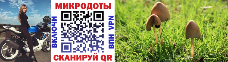 Купить где  Москва  Псилоцибиновые грибы Cubensis 